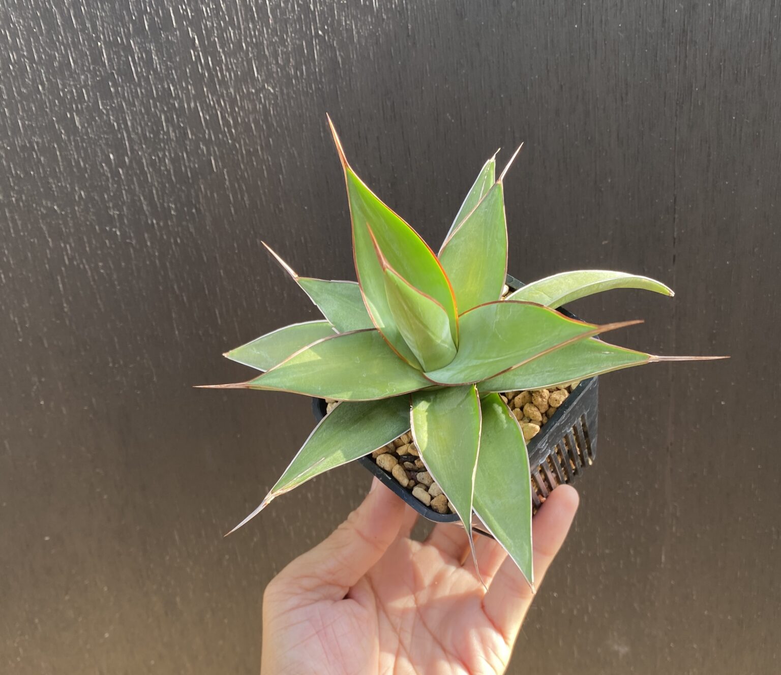アガベってどんな植物!? - アガベの成長記