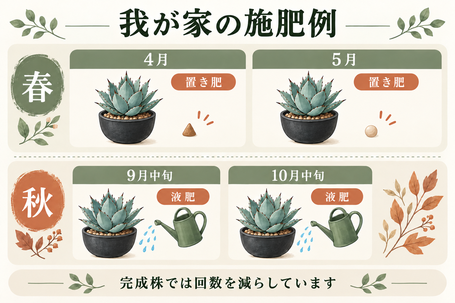 我が家の春と秋のアガベ施肥例。4月と5月は置肥、9月中旬・10月中旬は液肥。完成株では回数を減らす。