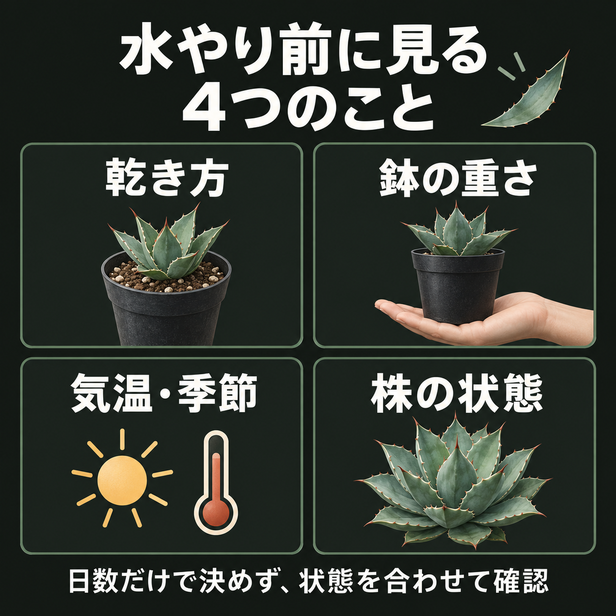 水やり前に確認する乾き方、鉢の重さ、気温・季節、株の状態